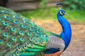 Channel Your Inner Peacock: Communicating Your Worth