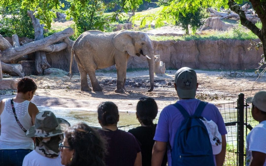How are Zoos Faring Compared to Other Top Cultural Attractions in the Same City?