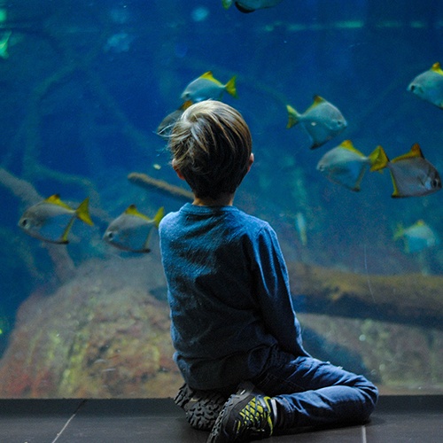 Kid looking at fish at an aquarium