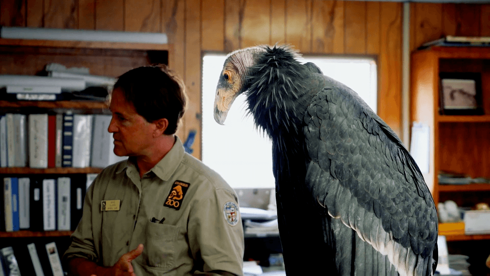 Condor and zookeeper