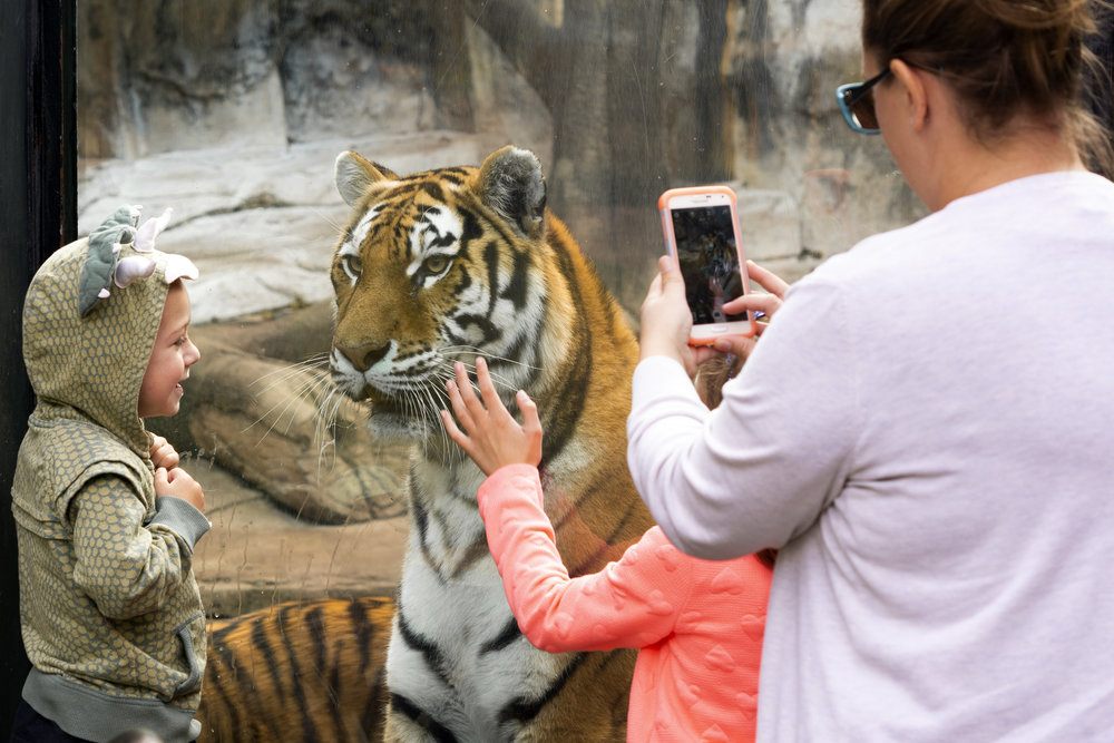 Family gets close look at a tiger behind glass