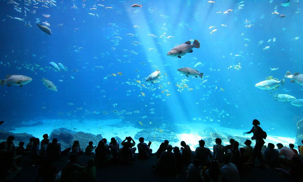 Crowd standing in front of an enormous aquarium