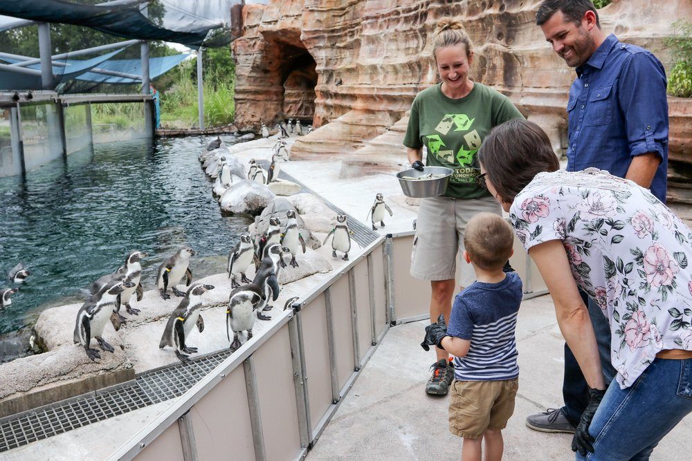 Family feeding penguins